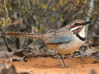  - Long-tailed Ground-Roller
