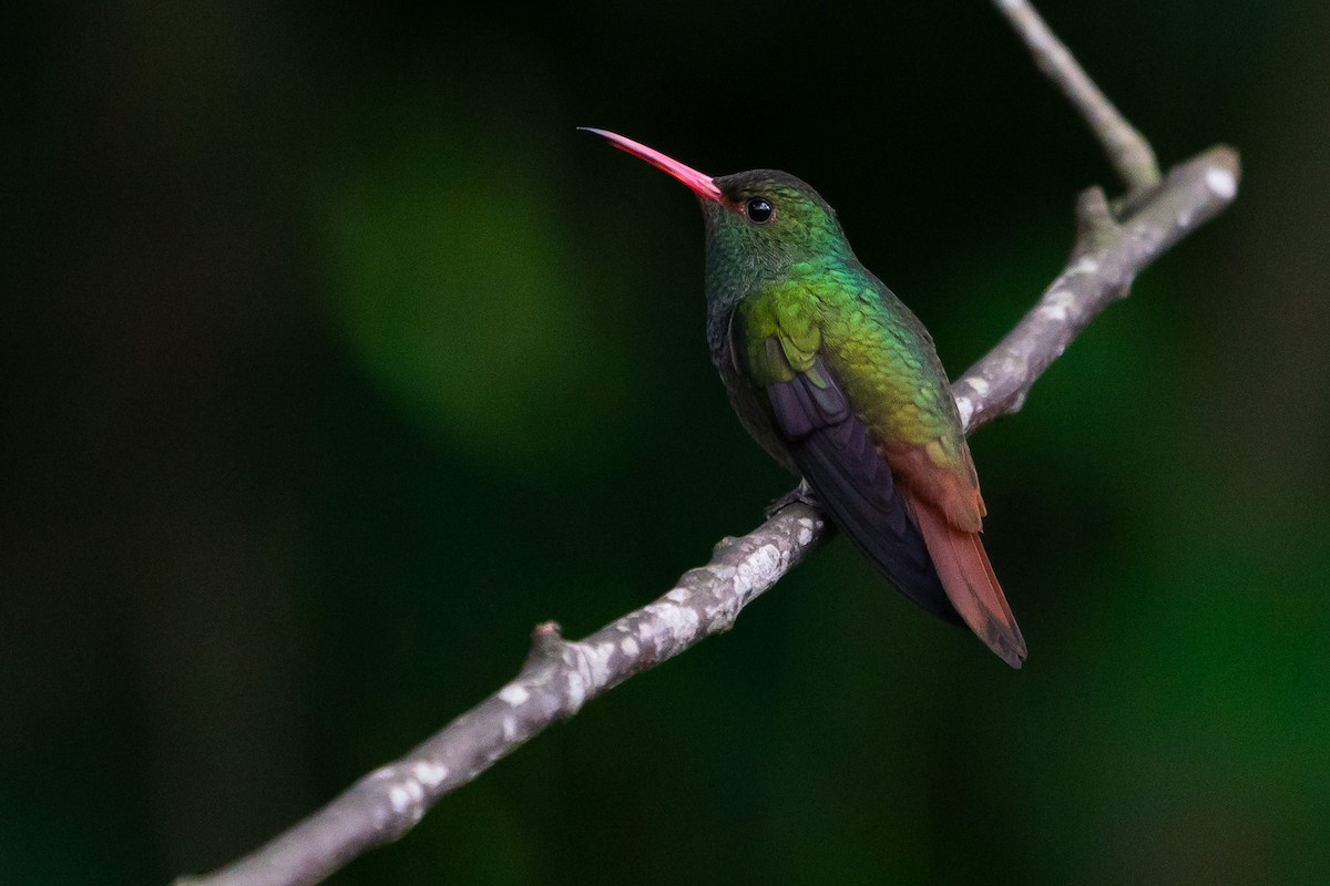 Rufous-tailed Hummingbird - Joao Quental JQuental