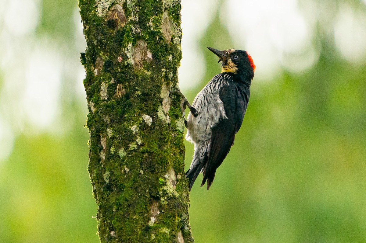 Acorn Woodpecker - ML192480341
