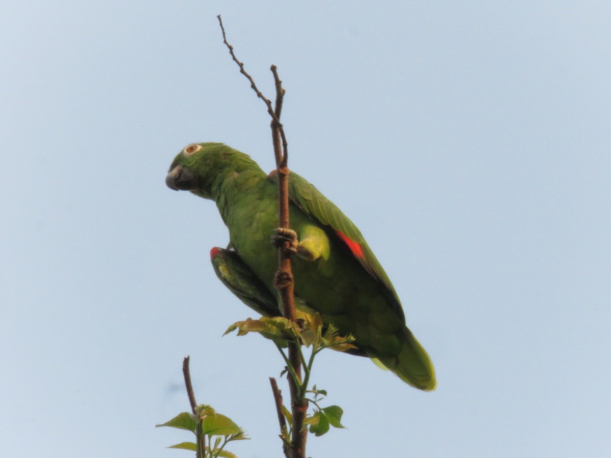 Yellow-crowned Parrot - ML192481421
