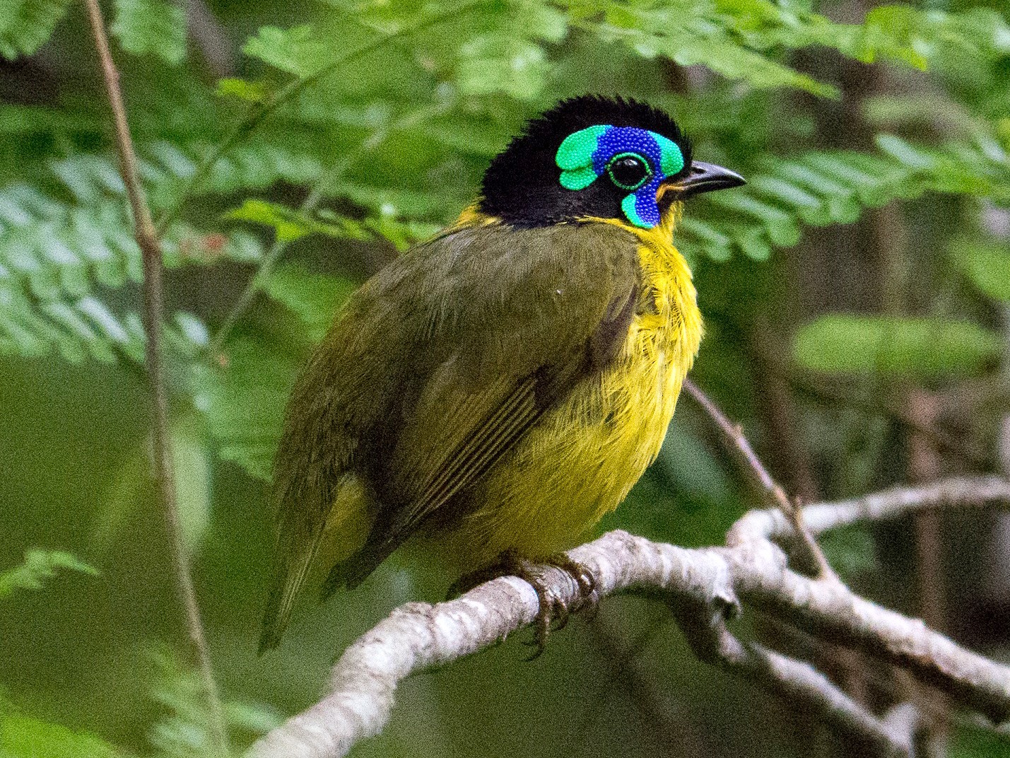 Schlegel's Asity - eBird