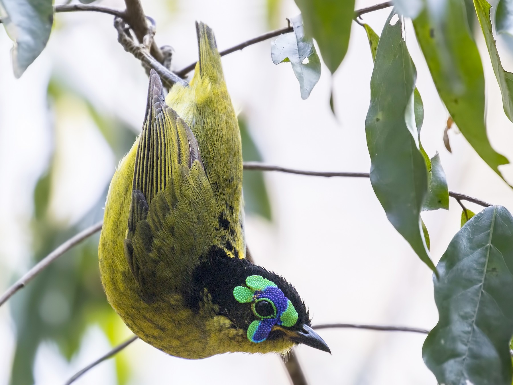 Schlegel's Asity - eBird