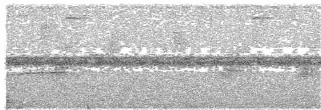 Grisin motacilloïde - ML192482941