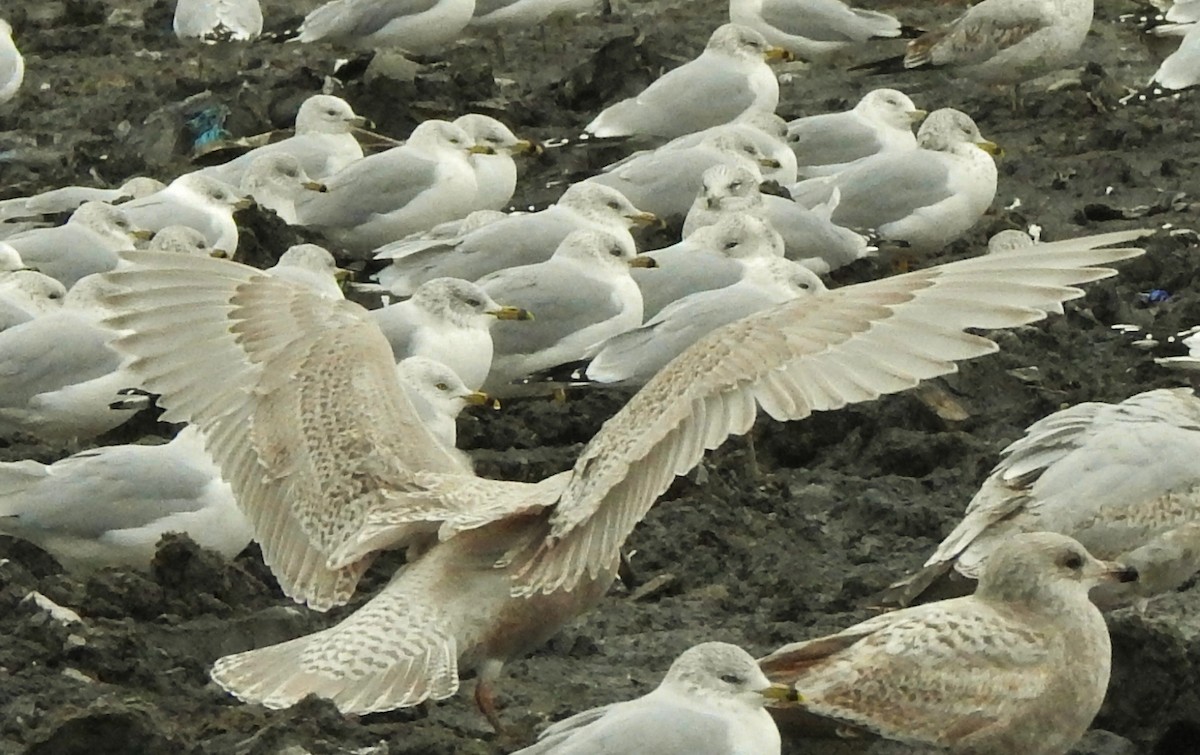 eBird Checklist 10 Dec 2019 Bolivar Landfill (private no access) 7 species (+1 other taxa)