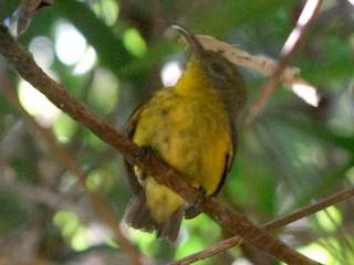 Female - Cathy Pasterczyk - ML192483291