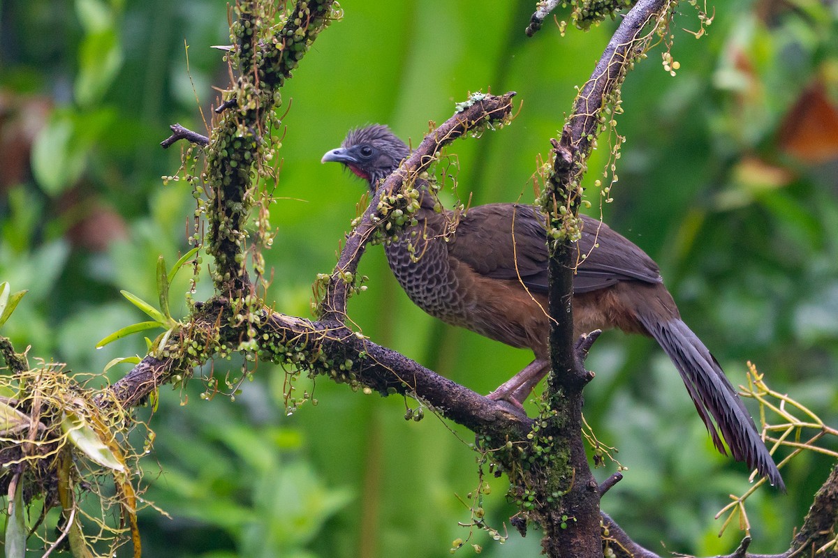Colombian Chachalaca - Joao Quental JQuental