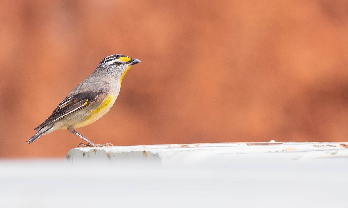 Striated Pardalote (Yellow-tipped) - ML192484231