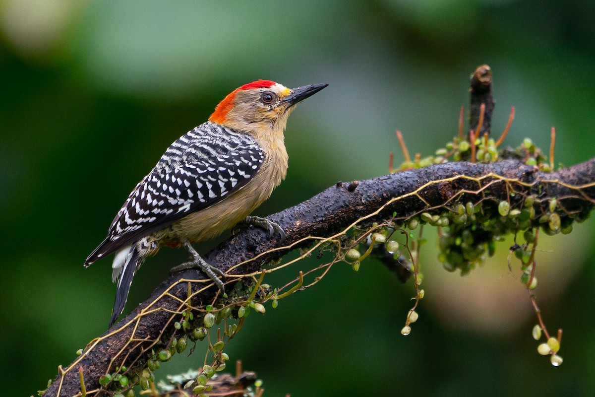 Red-crowned Woodpecker - Joao Quental JQuental