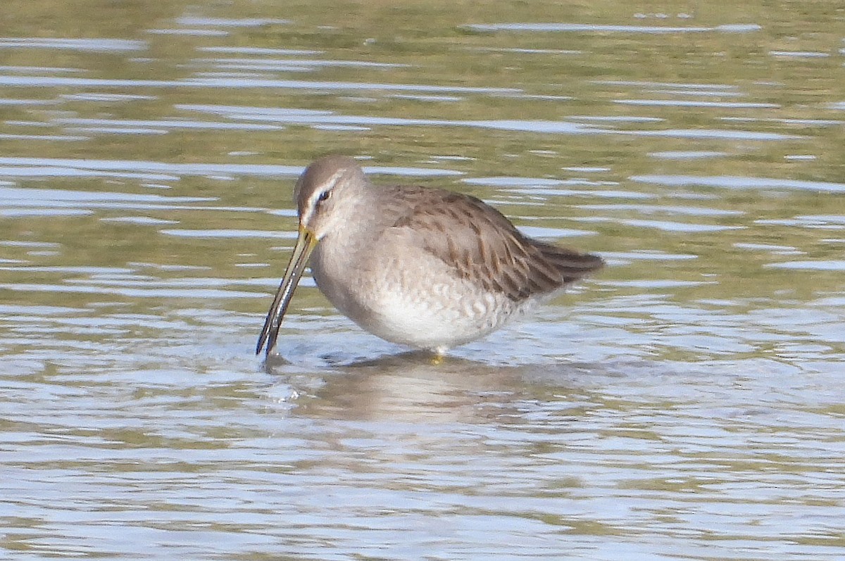 Long-billed Dowitcher - ML192487831