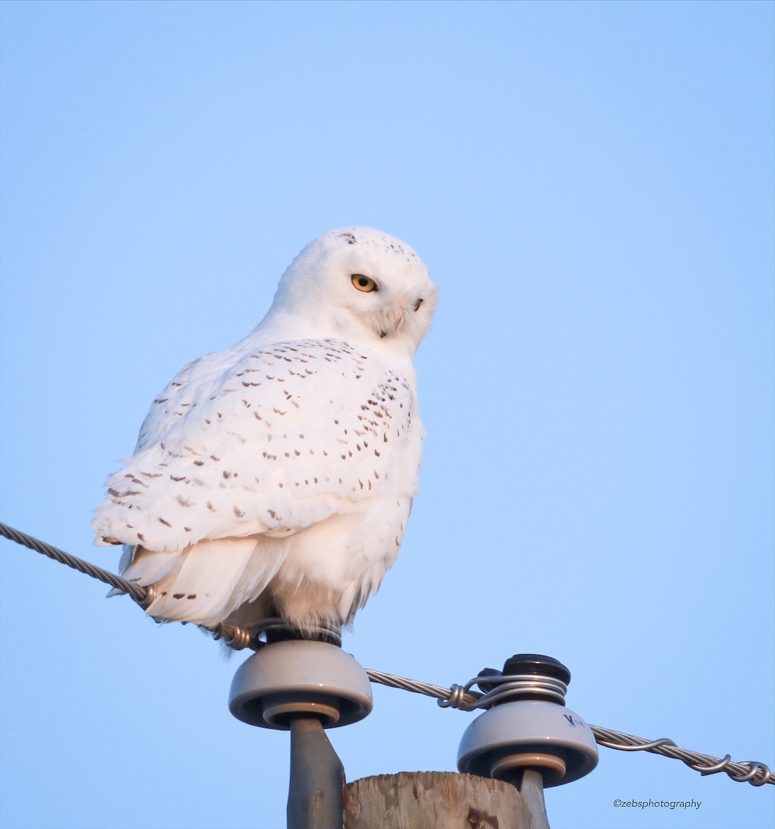 Snowy Owl - ML192489881