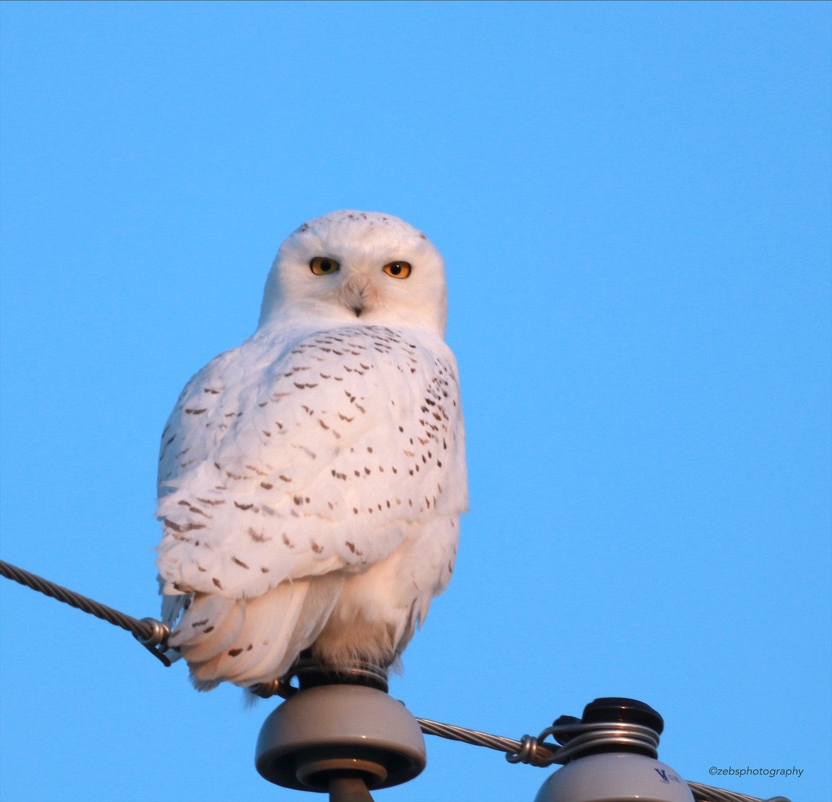 Snowy Owl - ML192489891