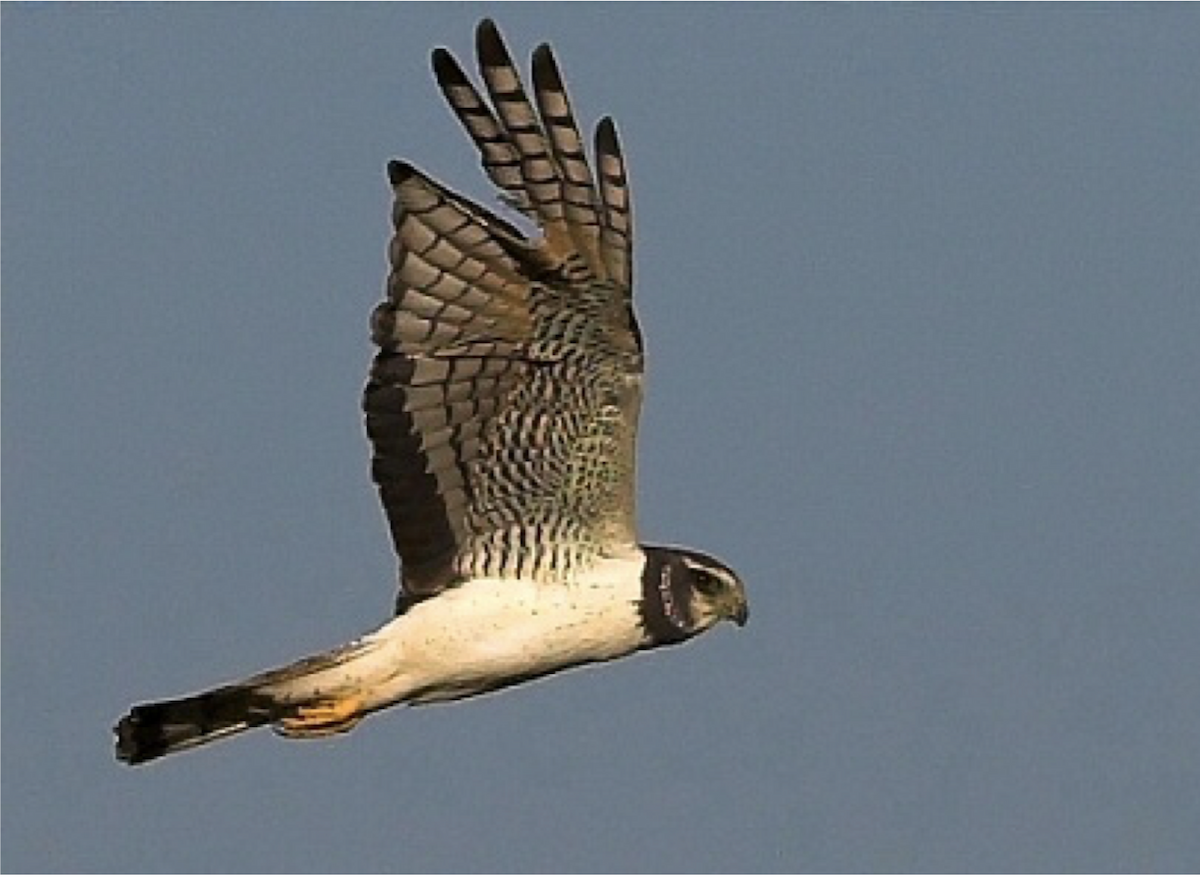 Long-winged Harrier - Rodrigo Moraga