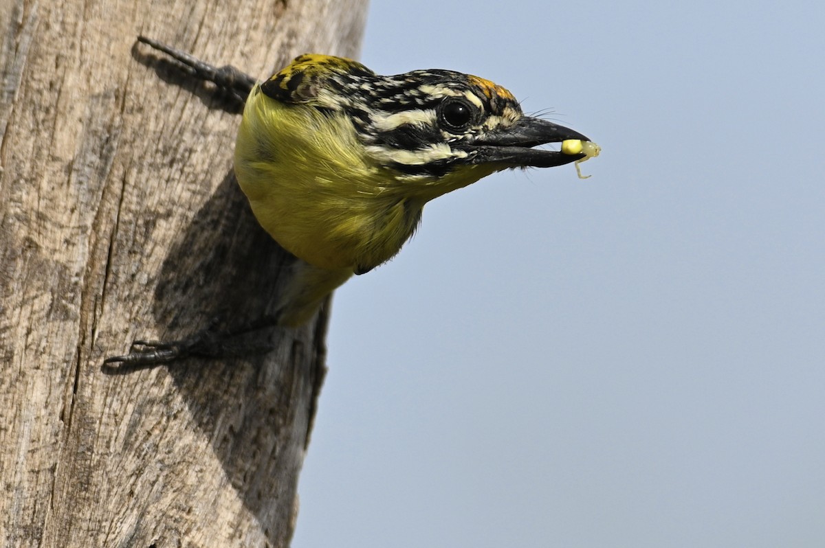 Yellow-fronted Tinkerbird - ML192500331