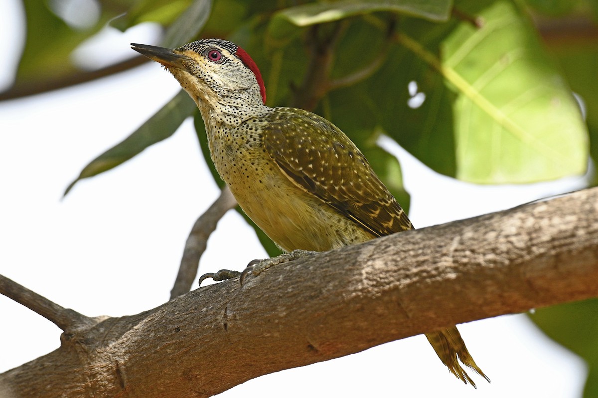 Fine-spotted Woodpecker - ML192500461