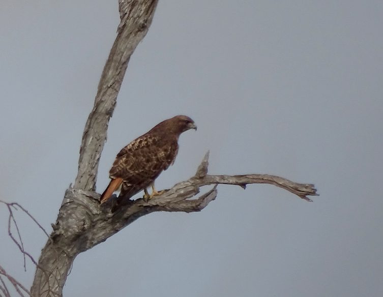 Red-tailed Hawk - Angie Trumbo