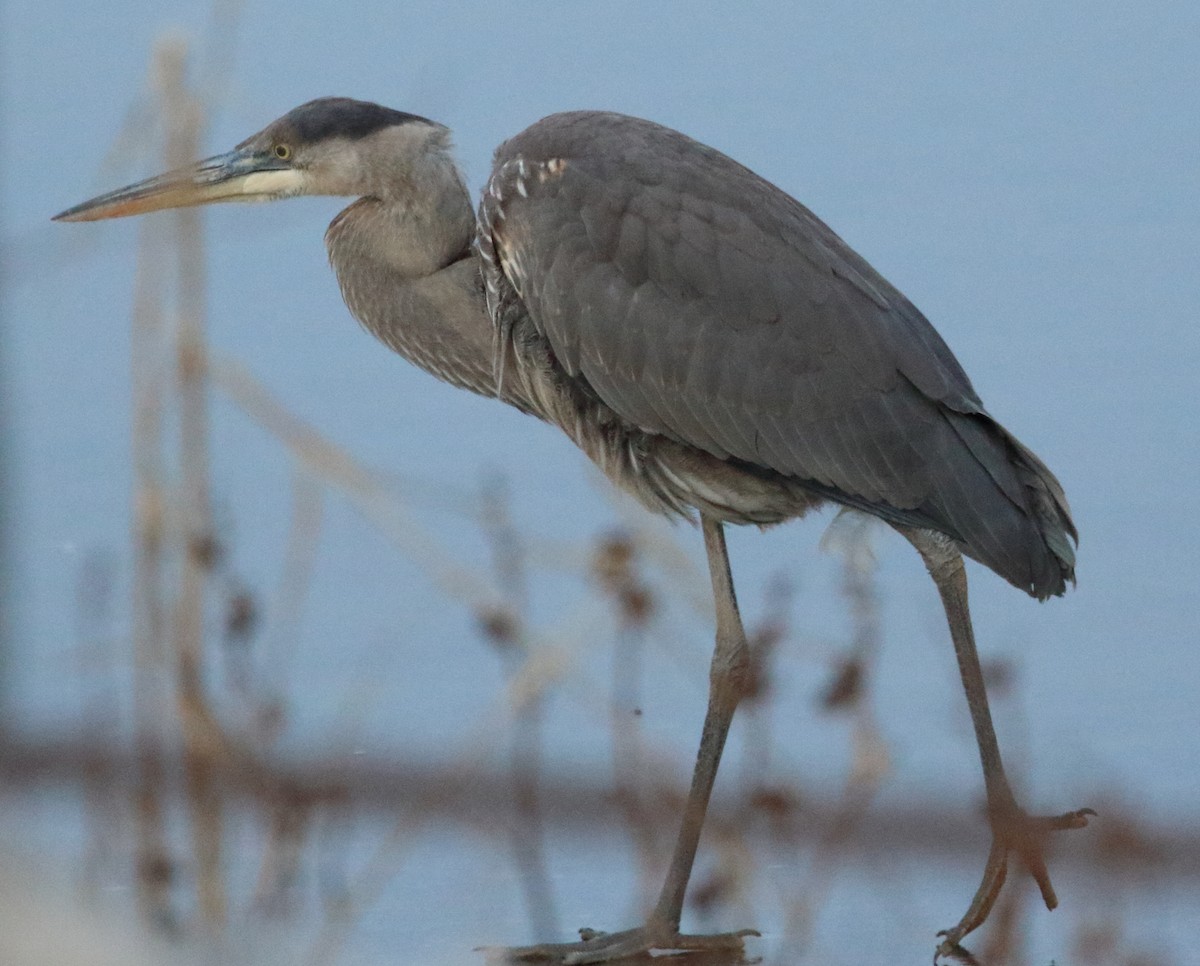 eBird Checklist - 8 Dec 2019 - 64–90 Bantam Lake Rd, Morris US-CT (41. ...