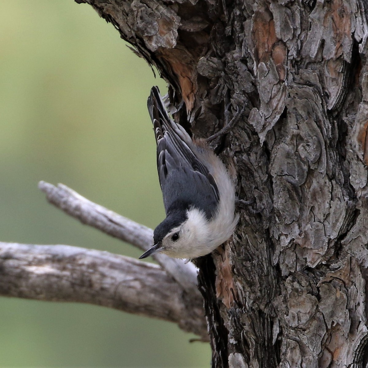 White-breasted Nuthatch (Interior West) - Pablo Silber