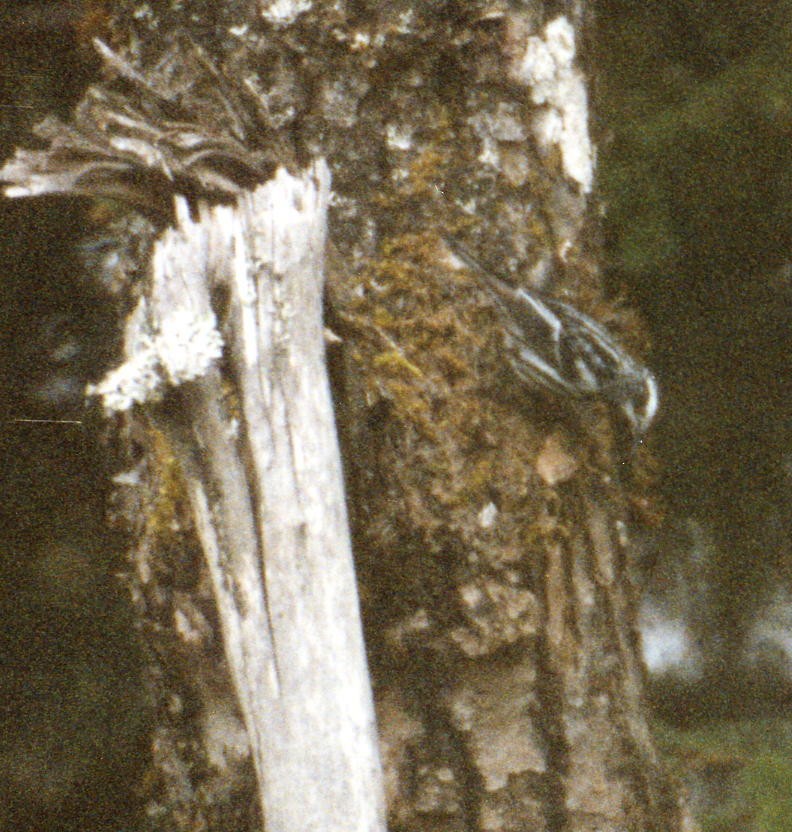 Black-and-white Warbler - ML192509501