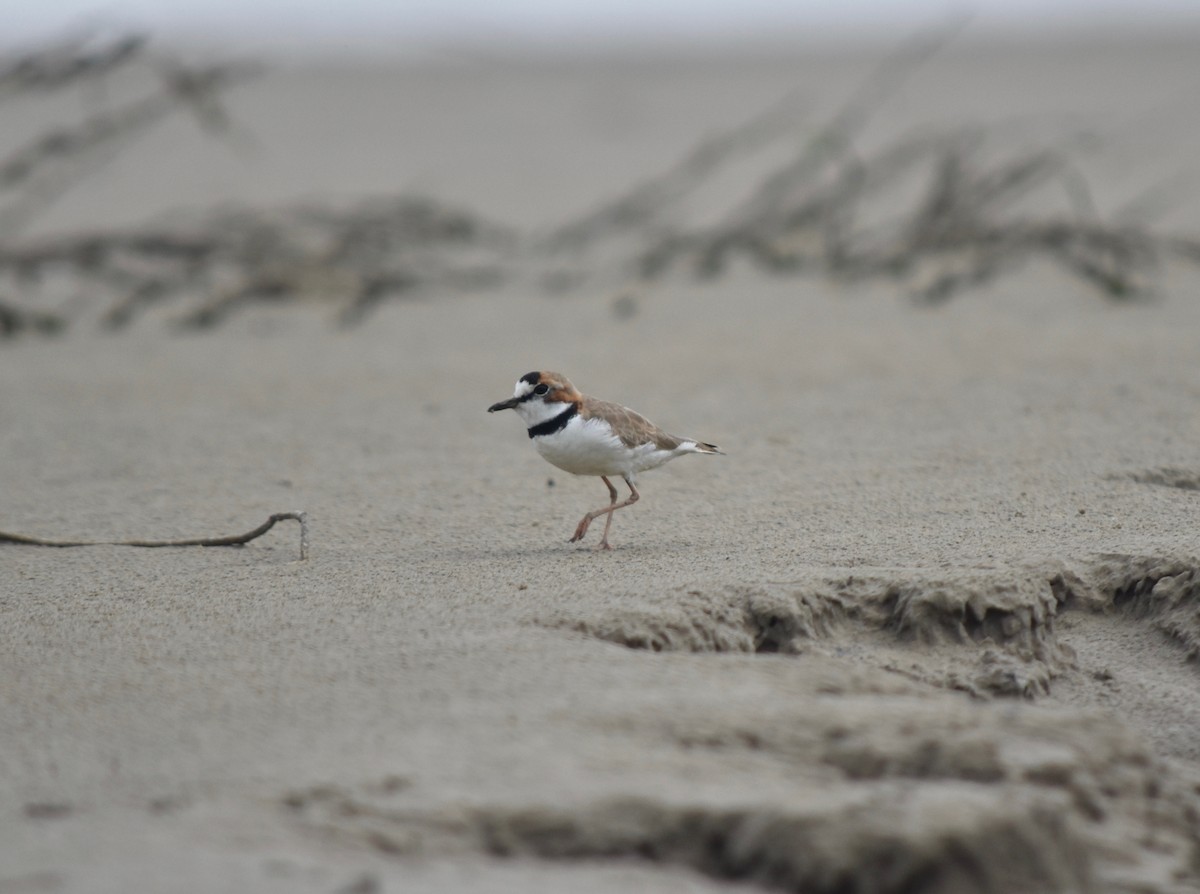 Collared Plover - ML192512161
