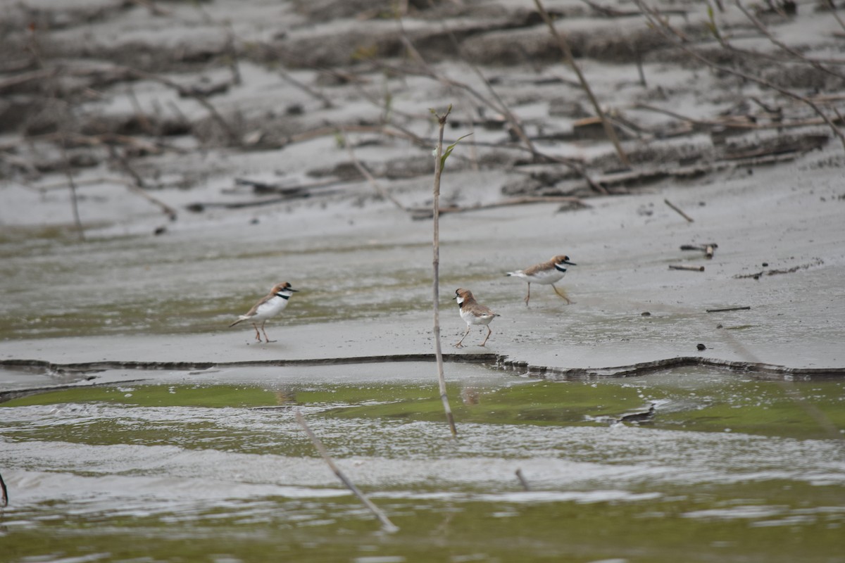 Collared Plover - ML192512261