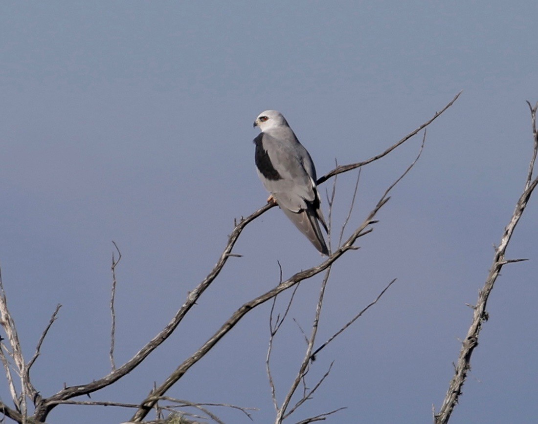 White-tailed Kite - ML192512991
