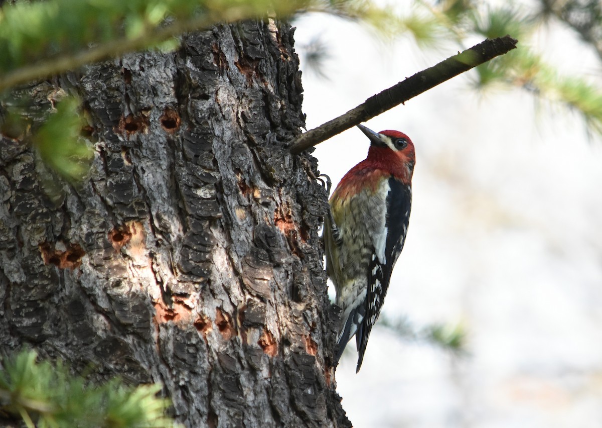 Red-breasted Sapsucker - James  Watts, Jr