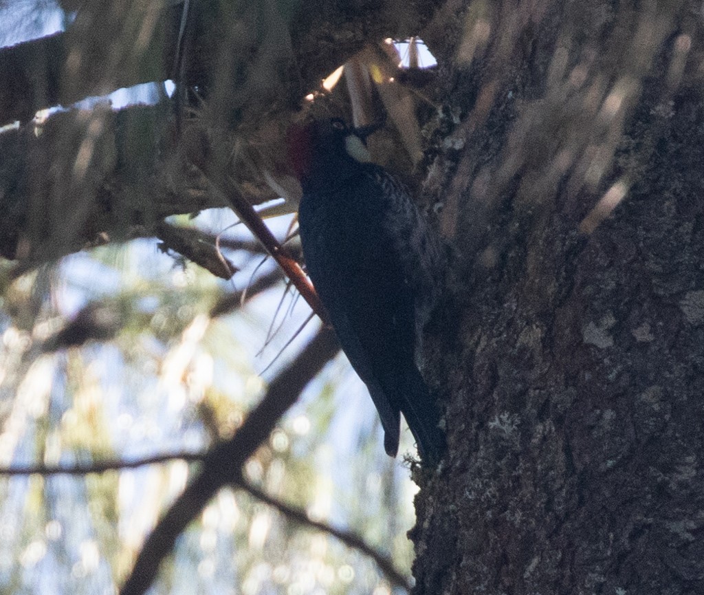 Acorn Woodpecker - ML192514841
