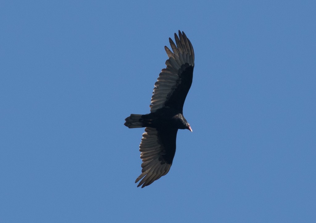 Turkey Vulture - ML192515271