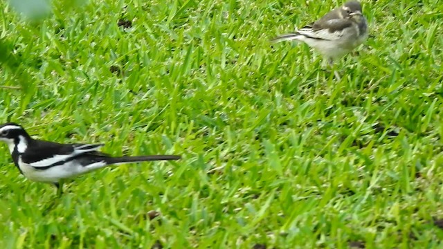 African Pied Wagtail - ML192520811