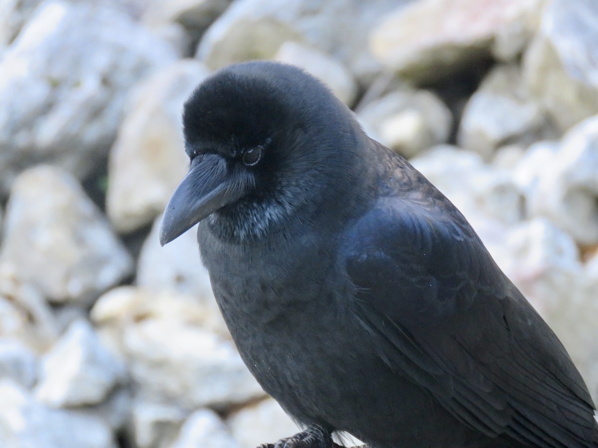 Large-billed Crow - ML192524321