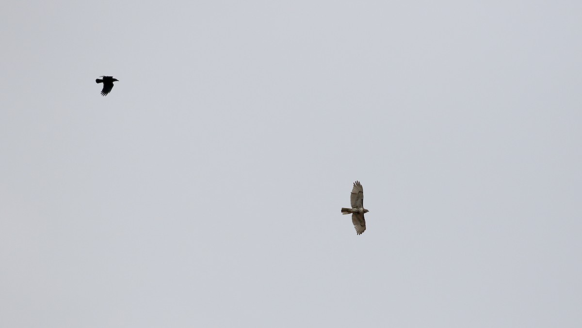 Red-tailed Hawk (borealis) - ML192524711