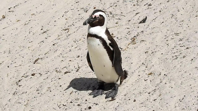 Pingüino de El Cabo - ML192524771