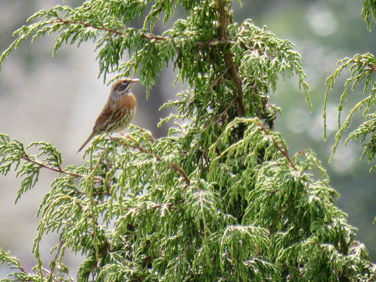 Rufous-breasted Accentor - ML192527141