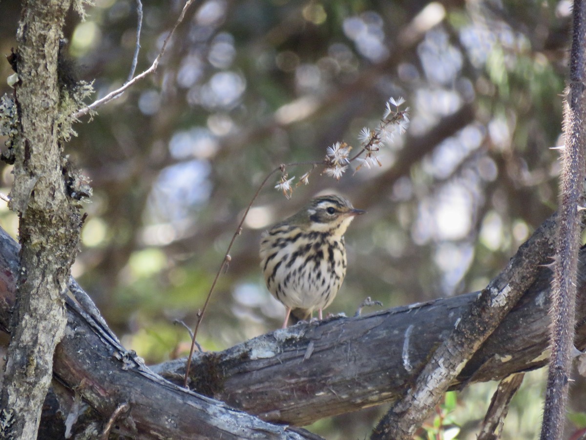 Olive-backed Pipit - ML192527541