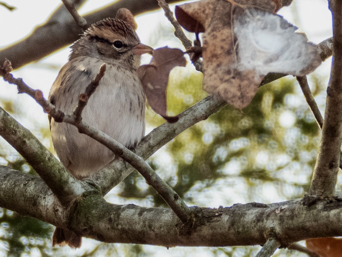 Chipping Sparrow - ML192529711