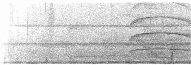 White-mantled Barbet - ML192530341