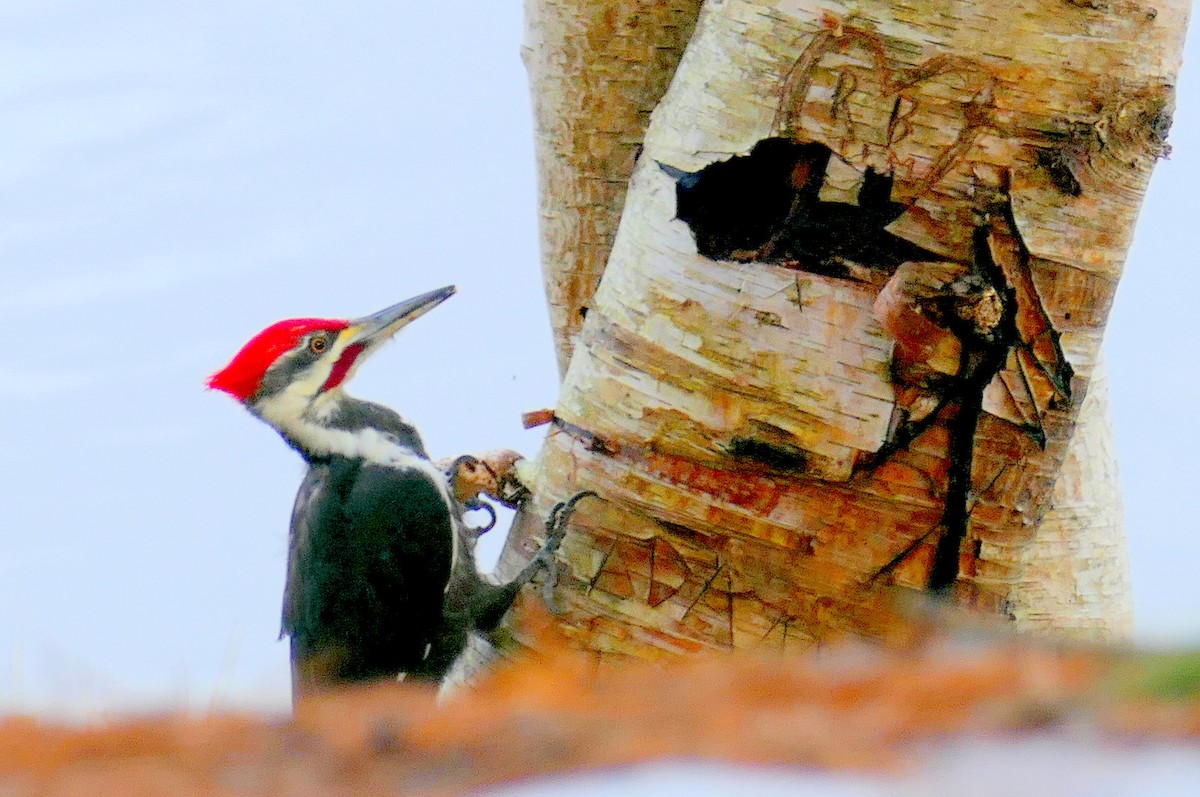 Pileated Woodpecker - Brad Woodward