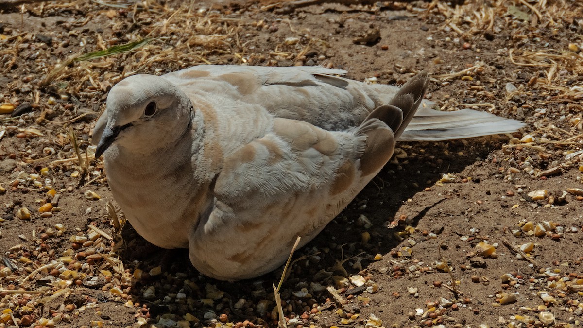 Eurasian Collared-Dove - ML192532721