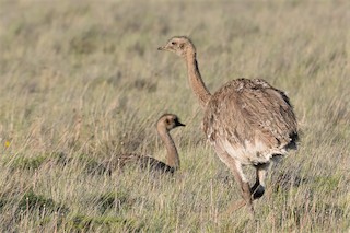 Lesser Rhea, ML192533121