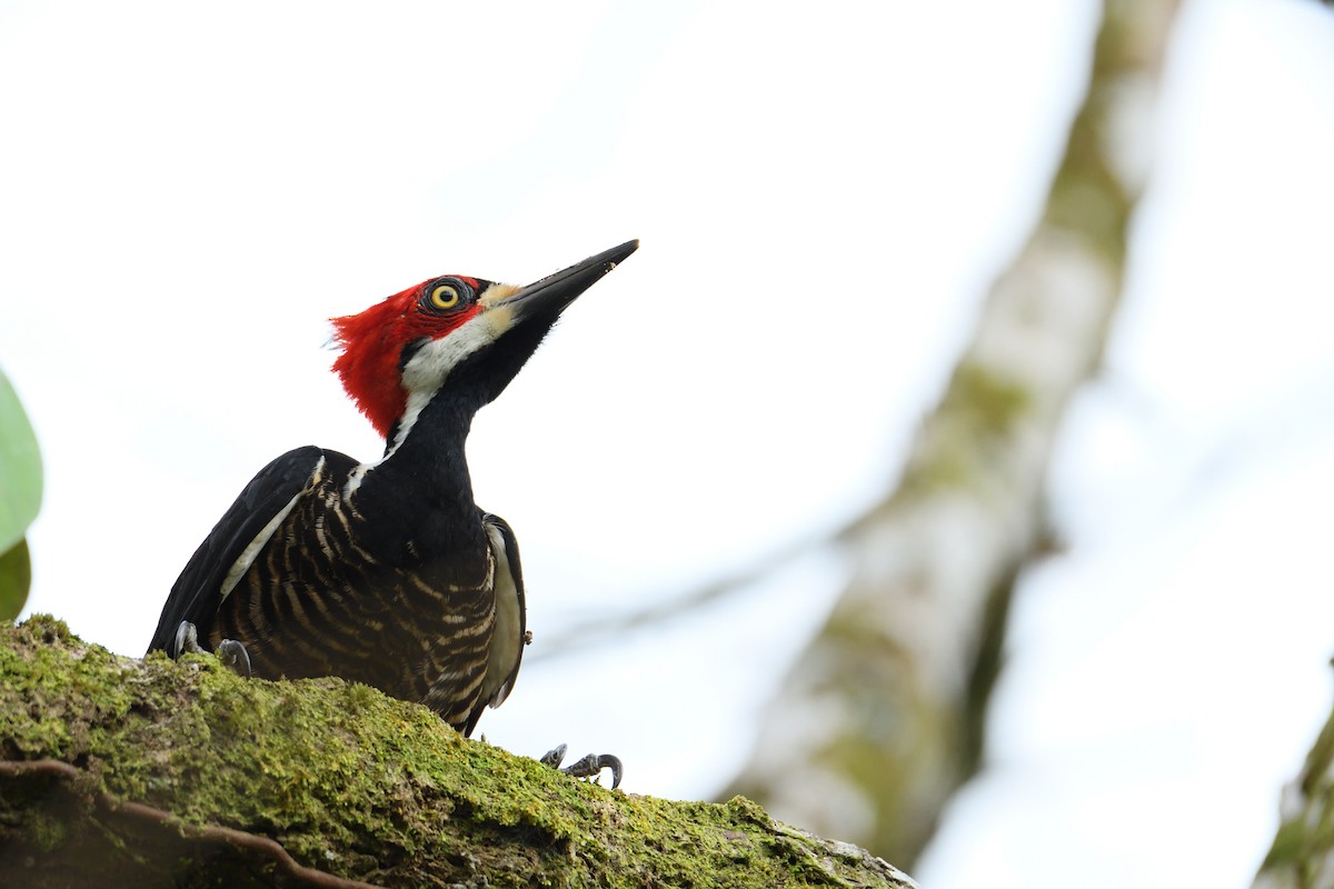 Crimson-crested Woodpecker - Camilo Zabala