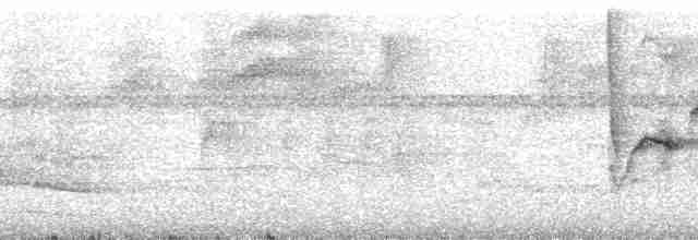 Dreifarben-Buschammer (crassus) - ML192541