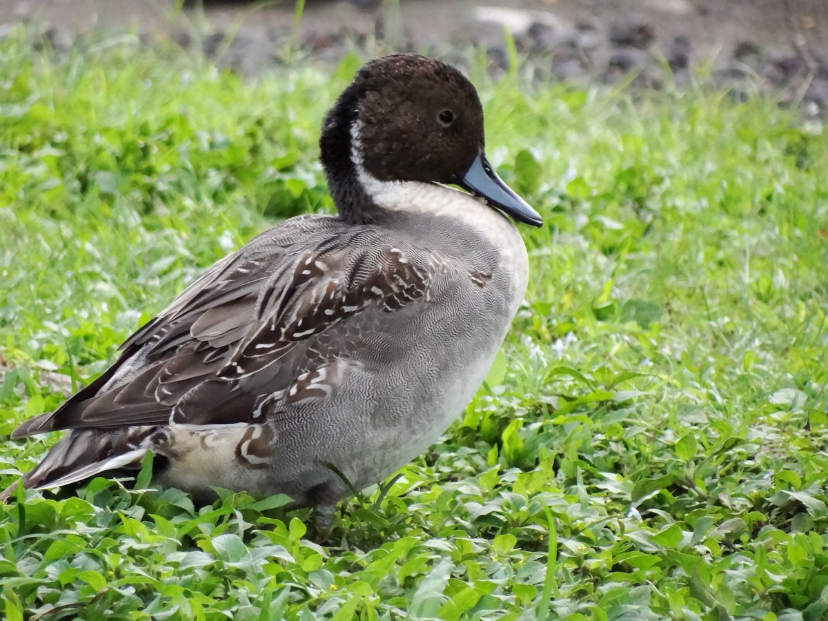 Northern Pintail - Gret Foust