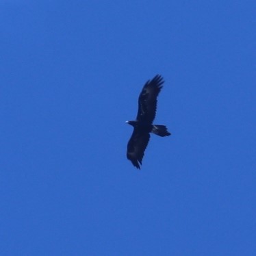 Wedge-tailed Eagle - ML192550671