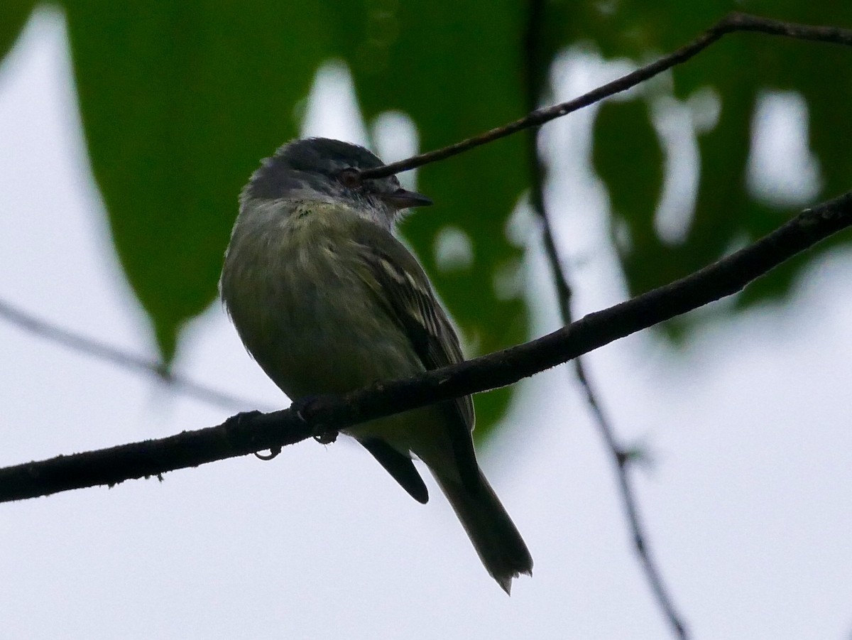 White-fronted Tyrannulet - ML192552151