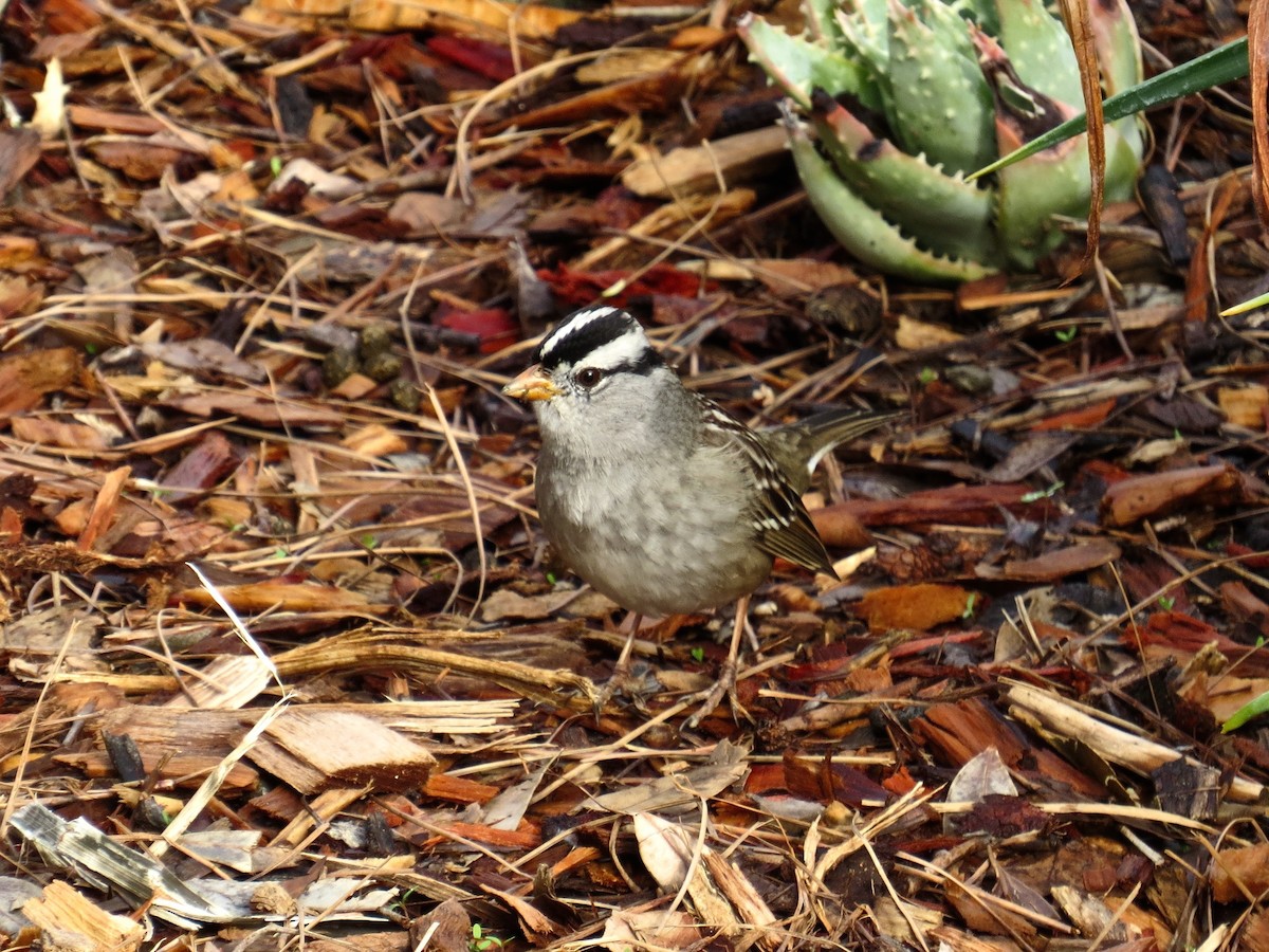 White-crowned Sparrow - ML192553271