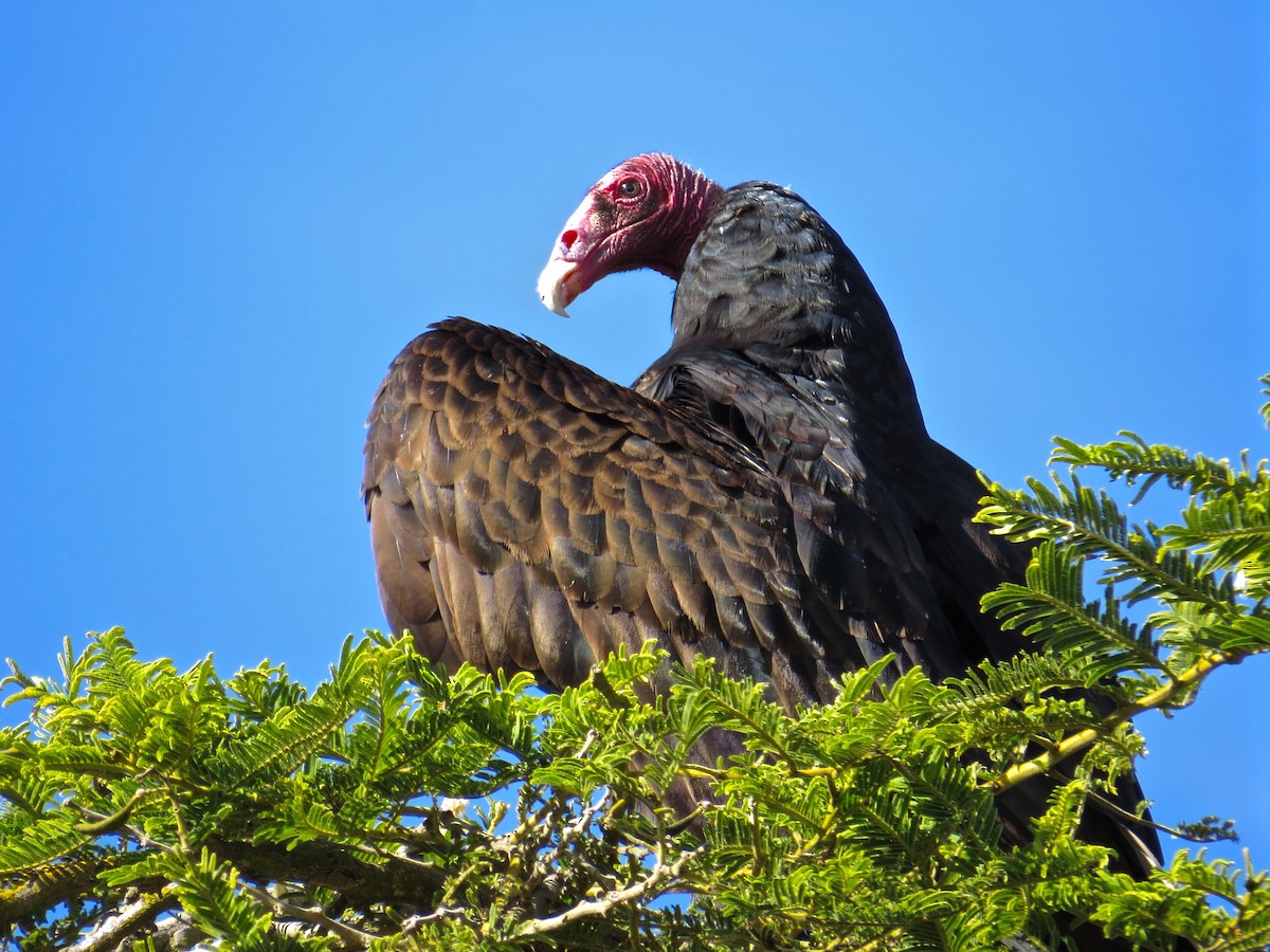 Turkey Vulture - ML192553341