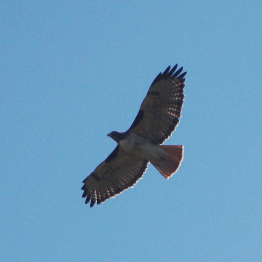 Red-tailed Hawk (kemsiesi/hadropus) - ML192553581