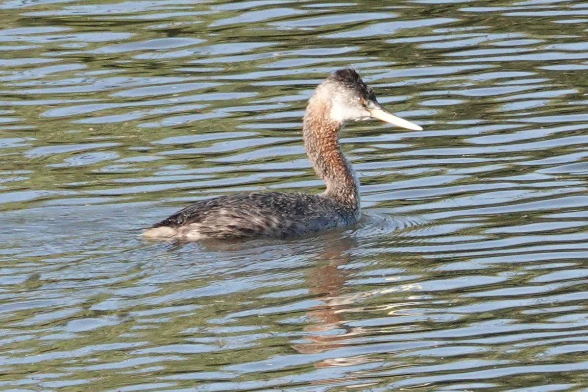 Great Grebe - Peter Woodall