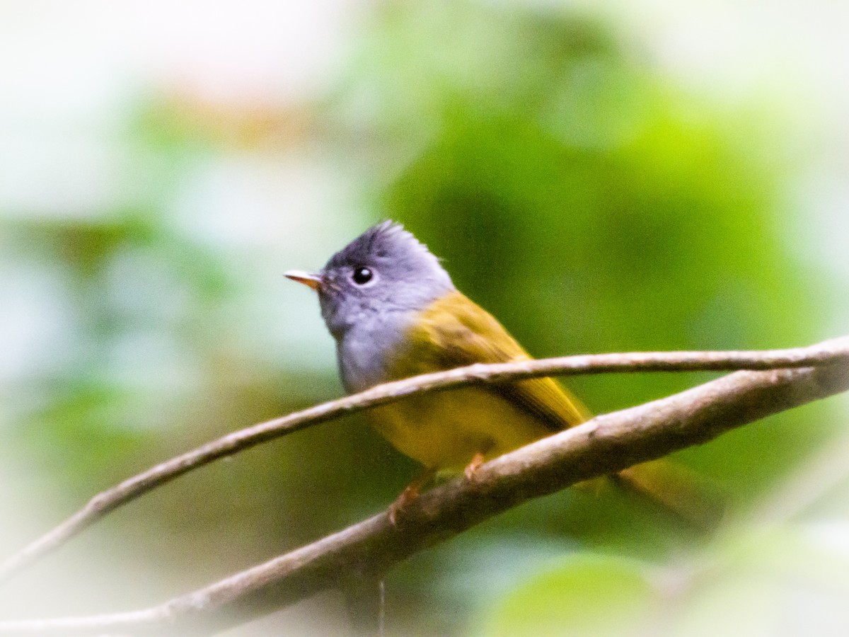 Gray-headed Canary-Flycatcher - A Huang Winoto