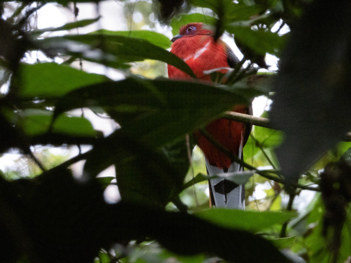 Red-headed Trogon - A Huang Winoto